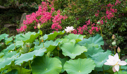 작은 연못 주변의 하얀 연꽃과 빨간 배롱나무 꽃