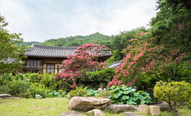 여름철에 고풍스런 한옥 주변에 피는 붉은 배롱나무(백일홍) 꽃.