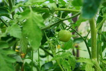 Obraz premium Green tomatoes. Tomato bushes in the greenhouse