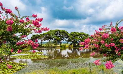 함평군 원곡제에 핀 빨간 백일홍(배롱나무꽃)과 소나무 숲.
