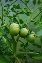 Green tomatoes. Tomato bushes in the greenhouse