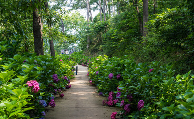 수국(hydrangea) 꽃이 아름다운 숲 속의 산책로.