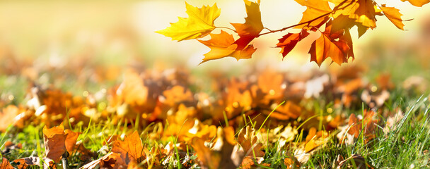 close-up of a beautiful colorful maple tree branch over a meadow with fall leaves in sunshine,...