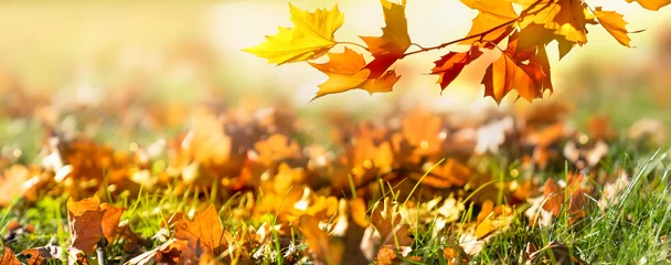 Poster close-up van een prachtige kleurrijke esdoorntak over een weiland met herfstbladeren in de zon, herfst natuur achtergrond concept banner met kopieerruimte © winyu