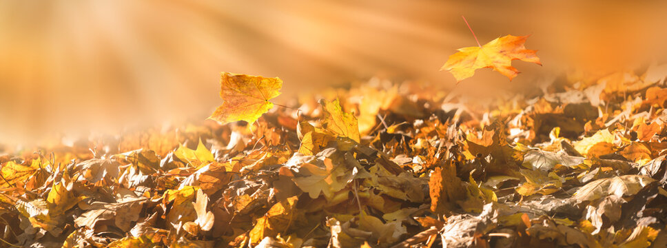 a close-up of a pile of dry leaves in autumnal sunlight, gardening in golden october season, natural autumn background concept with copy space