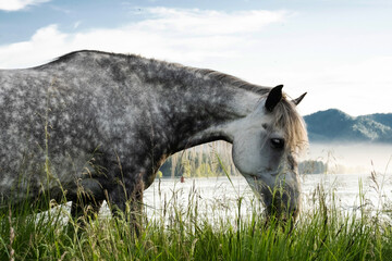 Amazing grey horse pasturing on lakeside.