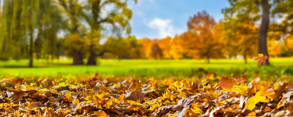 blurred autumn landscape background with fall leaf in foreground and old trees and blue sky in...