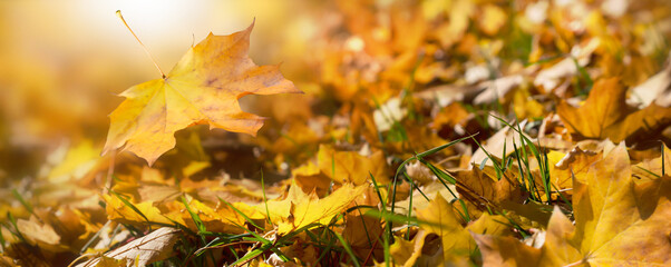 closeup of an autumn meadow with fall leaf in sunshine, beautiful nature background banner in golden october