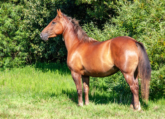 Cheval anglo-arabe vu de côté