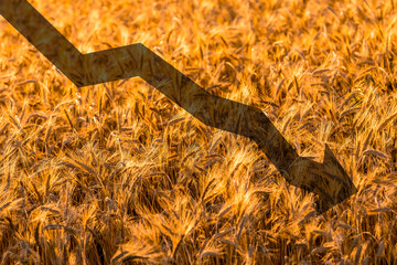 Concept of a problems with the supply of wheat and flour.
