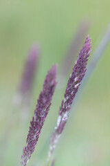 Blühende lavendel farbige Grashalme