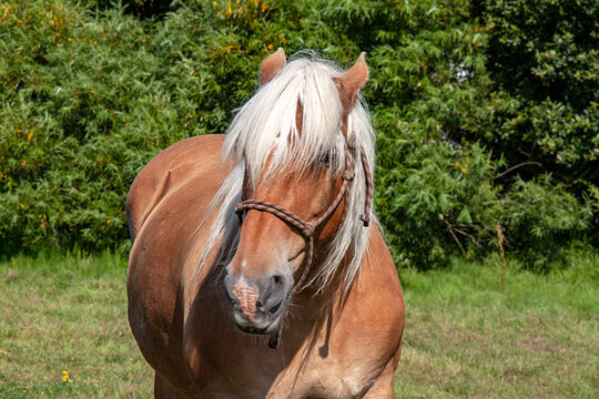 Portrait de cheval de race comtoise en gros plan	