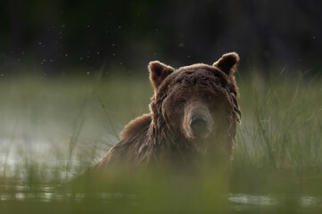 Fototapeta na wymiar Brown bear in the water at night taking a night bath