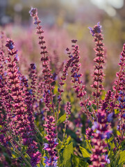 close up of lavender field