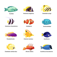 colored fishes. underwater wildlife with ocean river and sea exotic fishes. Vector pictures set isolated