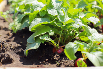 High beds in the garden, vegetables radish, tomato, beet grow in the beds