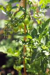 High beds in the garden, vegetables radish, tomato, beet grow in the beds
