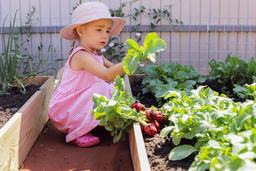 A child girl waters in summer, takes care of the garden, harvests radishes