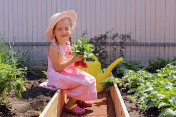 A child girl waters in summer, takes care of the garden, harvests radishes