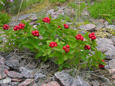 Ripe berries of dwarf corne