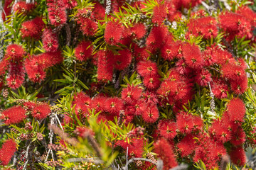 Callistemon citrinus flowers (Crimson bottlebrush)