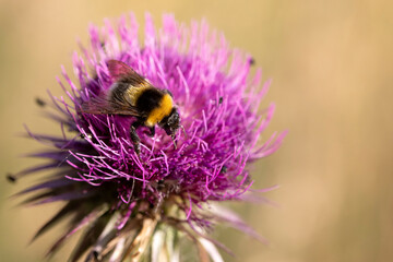 Hummel bestäubt Distel