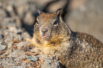 Naklejka na ściany i meble Close-up of California ground squirrel (Spermophilus beecheyi) Wildlife photography. 