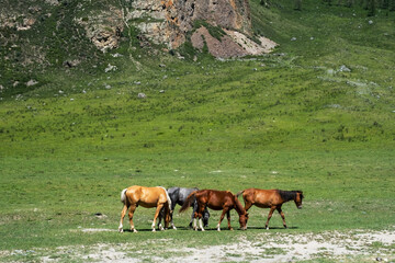 Horses peaceful grazing on lawn.