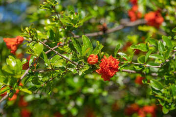 Red pomegranate flowers. Blooming pomegranate tree.