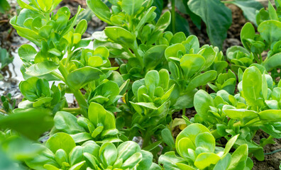 Fototapeta na wymiar Side view photo of fresh purslane growing in farmyard. Portulaca oleracea.
