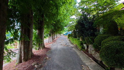 日本の田舎の並木道