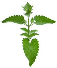 Nepeta herb leaf closeup - 519314879