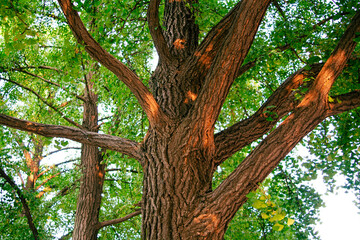 Naklejka premium Old ginkgo tree growing in the city center