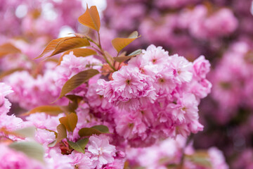 Fragment of fragrant cherry blossoms in early spring.