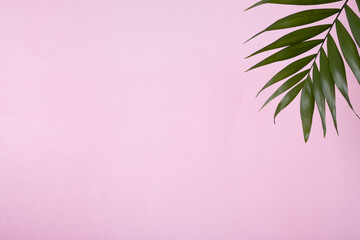 Fototapeta premium Tropical green palm leaf on a pink pastel background. Copy space.