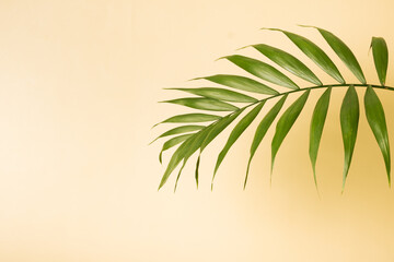 Tropical green palm leaf on a yellow pastel background. Summer minimalistic backdrop