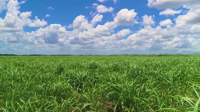 Green grass field under blue cloudy sky in sunny weather. Long stalks of sugarcane sway in the wind. Bright nature of the Dominican Republic.