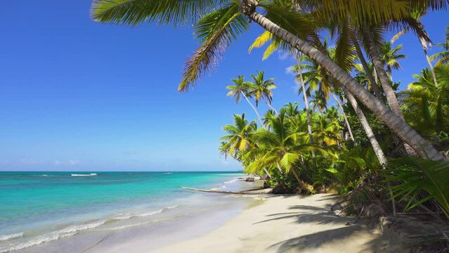 Tall palm trees on a paradise beach in the Dominican Republic. Turquoise sea and white sand. Green palm trees against the blue sea. Travel to tropical paradise.