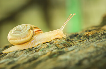 Snail on a stump in macro