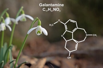 Common snowdrops (Galanthus nivalis) and structural formula of galantamine.