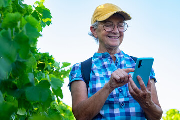 Portrait of caucasian senior woman with yellow cap travelling in Tenerife visiting a vineyard walking amongst grapevines at sunset light using mobile phone for messaging