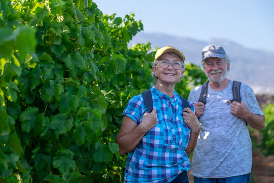 Senior Couple Of Tourists In Tenerife Travel Visiting Vineyard Walking Amongst Grapevines. People On Holiday Wine Tasting Experience In Summer Valley Landscape.