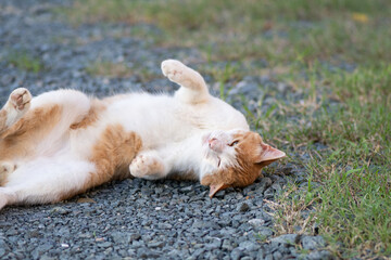 Fototapeta premium 寝ころがる猫 茶トラ白