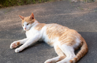 くつろぐ猫　茶トラ白
