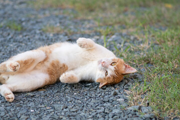 寝ころがる猫　茶トラ白