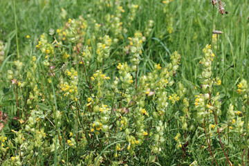 Yellow rattle flowers in a field