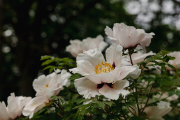 Blooming tree peonies in a botanical garden. Japanese tree peony bush. Paeonia suffruticosa. Spring garden. Natural floral background. Toned.