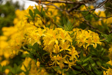 Yellow rhododendron flower in spring garden, blurred nature background. Branch of a beautiful flowering shrub of rhododendron. Toned.