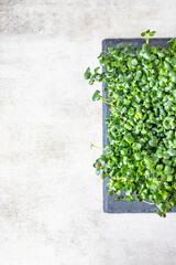 Radish microgreen sprouts on black slate board. Organic microgreen for healthy eating. Concept of vegan food. Growing at home.