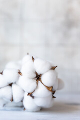 White fluffy cotton flowers on concrete background. Delicate light background. Natural organic fiber. Fabric raw material.